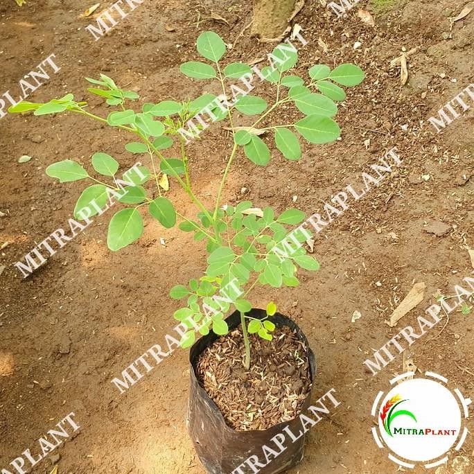 

Terlaris Bibit Pohon Kelor - Daun Kelor - Tanaman Kelor - Obat Herbal