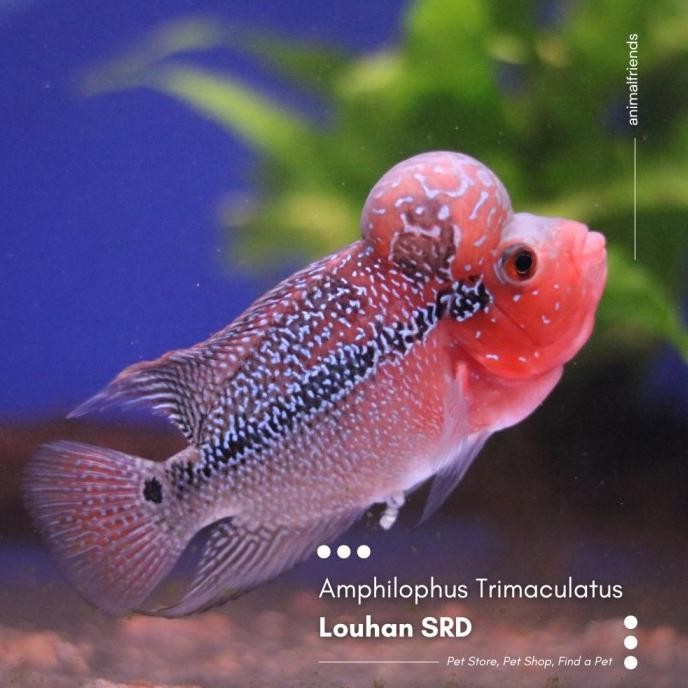STOK TERBATAS IKAN PREDATOR LOUHAN/LOHAN SRD