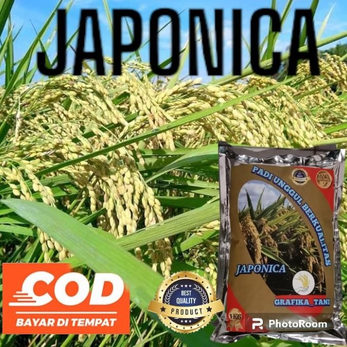 

Terlaris Benih Padi Japonica Jepang 1Kg