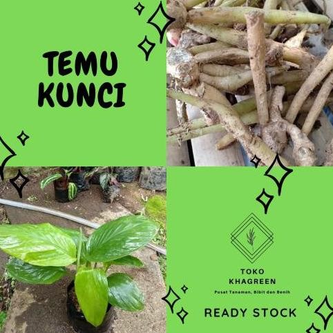 

Terlaris Bibit Herbal Temu Kunci