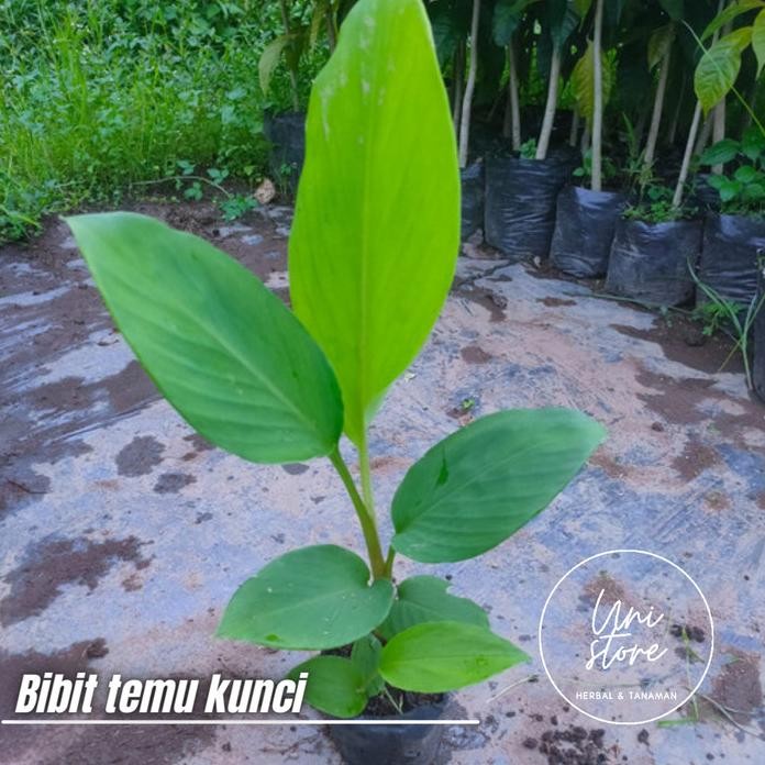 

Terlaris Bibit Tanaman Temu Kunci Dikirim Dengan Polibag