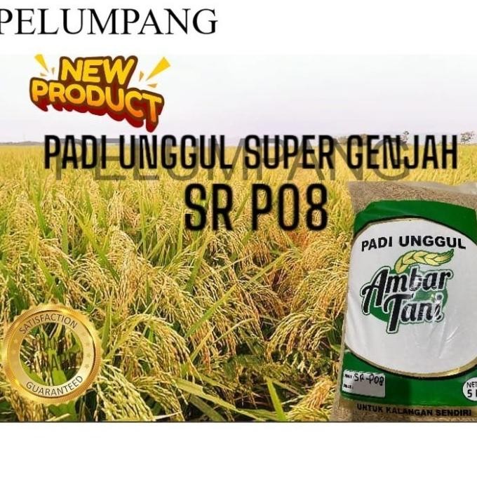 

Terlaris Benih Padi Sr P08 Ultra Genjah 5Kg