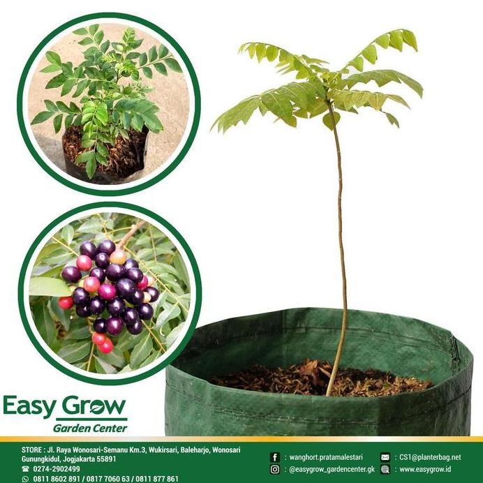 

Terlaris Bibit Daun Kari (Salam Koja)