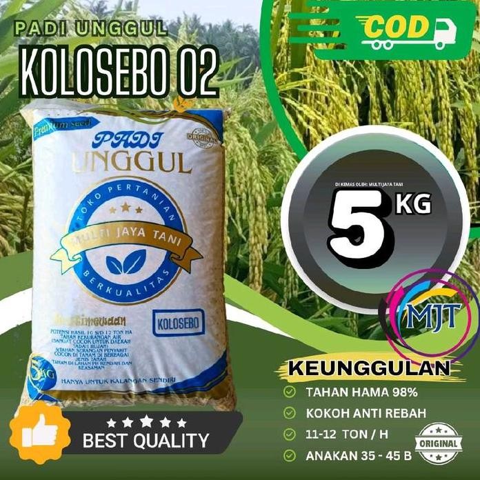 

Terlaris Benih Padi Kolosebo 02 Unggul - Kemasan 5Kg