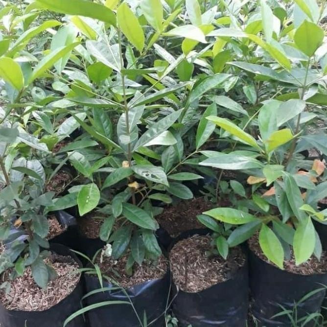 

Terlaris Bibit Tanaman Pohon Salam Bumbu Masak Daun Salam