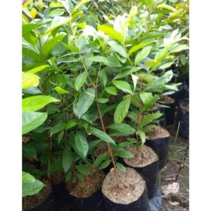 

Terlaris Bibit Tanaman Buah Daun Salam