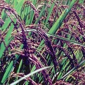 

Terlaris Jual Benih Padi Beras Ketan Hitam 1 Kg Paket Berkebun
