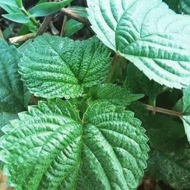 

Terlaris Jual Daun Tanaman Jelatang Jantan ( Herbal) 500 Gr