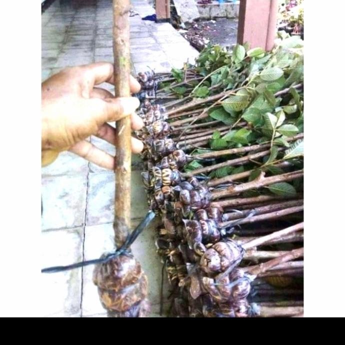 

Terlaris Bibit Fres Cangkok Jambu Kristal Putih Tanpa Biji