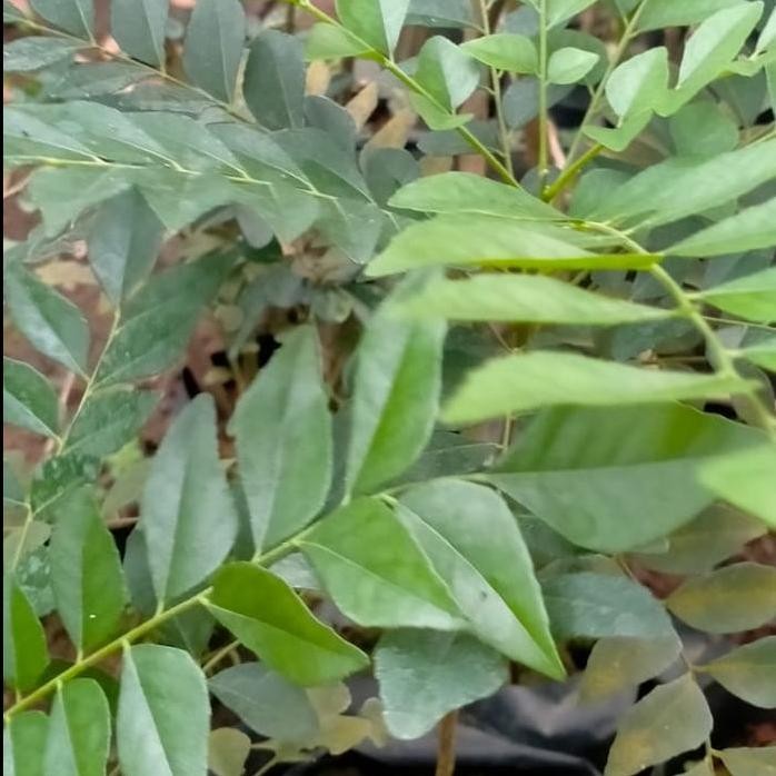 

Terlaris Bibit Tanaman Daun Salam Koja - Daun Kari Penyedap Masakan