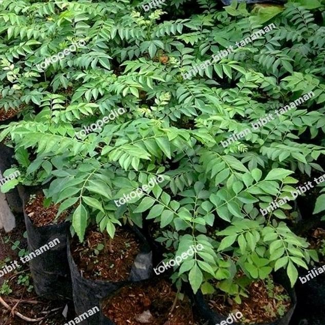 

Terlaris Bibit Tanaman Salam Koja Atau Daun Kari