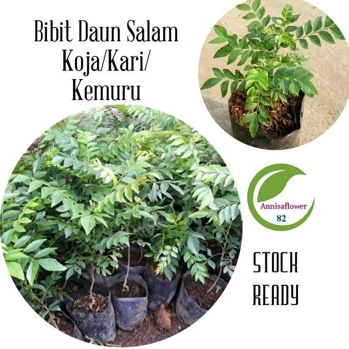 

Terlaris Bibit Tanaman Daun Salam Koja/Pohon Daun Salam Koja/Kari/Bibit Kemuru