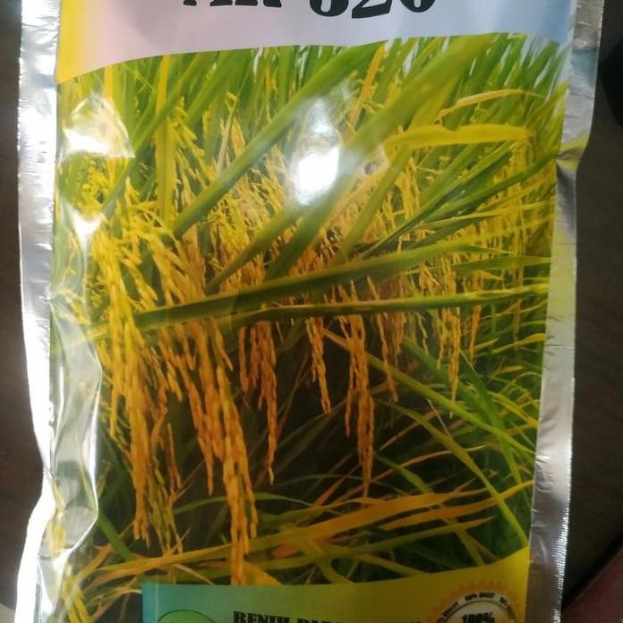 

Terlaris Benih Padi Mr 320 Premium 1 Kg