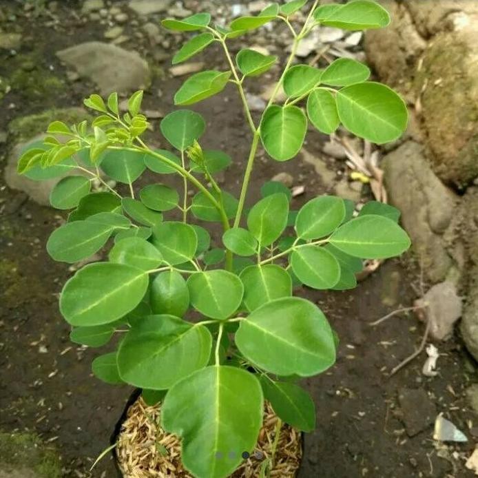 

Terlaris Bibit Tanaman Daun Kelor Herbal