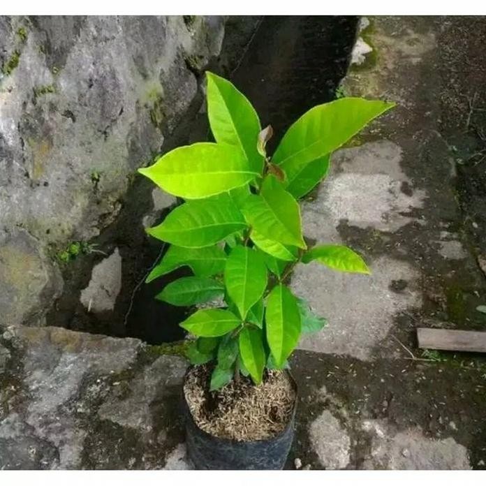 

Terlaris Bibit Tanaman Daun Salam - Pohon Salam Sayur