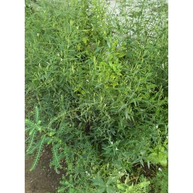 

Terlaris Benih Tanaman Herbal Sambiloto