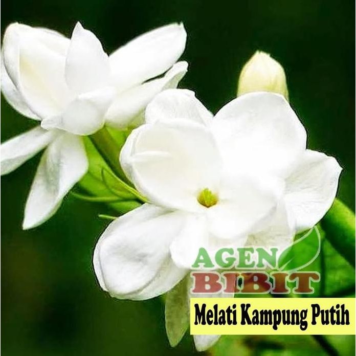 

Terlaris Bibit Pohon Bunga Melati Kampung Putih Wangi Harum Tanaman Herbal