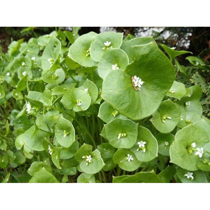 

Terlaris Claytonia 50 Biji (Benih Biji Bibit Tanaman Herb Herbal)