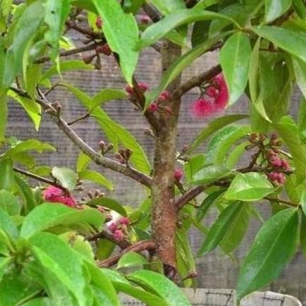 

Terlaris Jual Bibit Jambu Jamaika Pohon Jamaika Buah Jamaika Bol