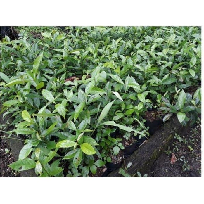 

Terlaris Promo Bibit Tanaman Salam Sayur/Pohon Daun Salam Sayur