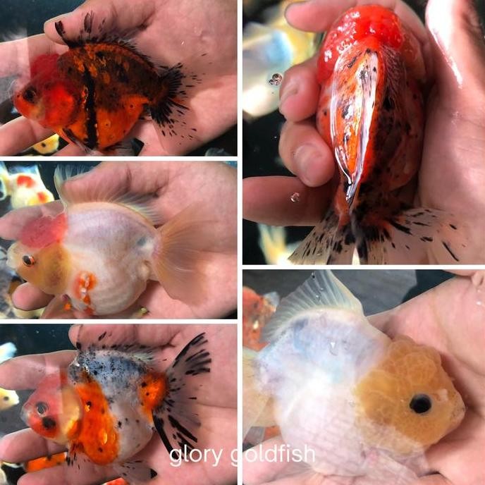 STOK TERBATAS IKAN MAS KOKI ORANDA SHORTBODY BAGONG LUCU HIGH QUALITY