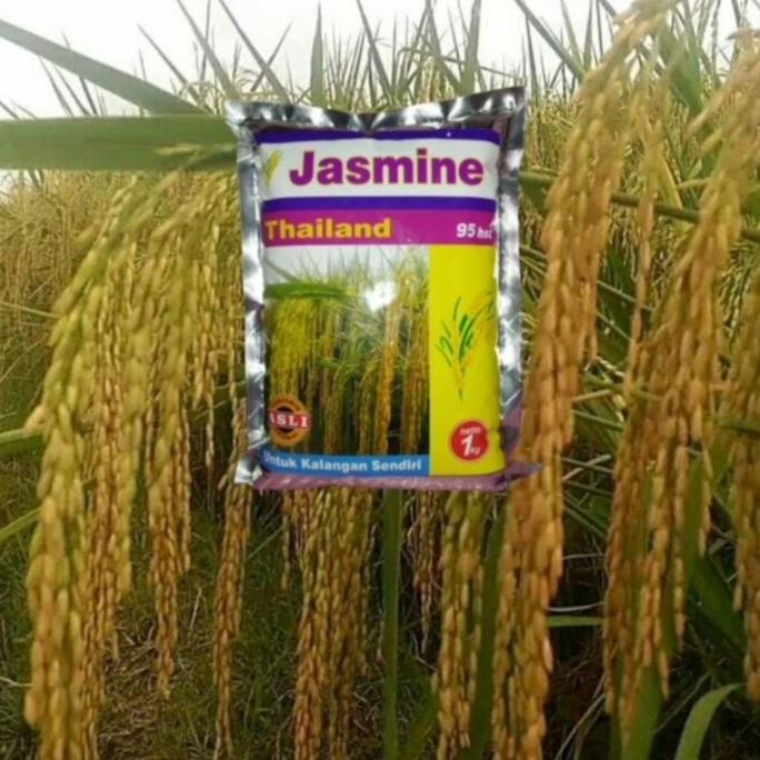 

Terlaris Benih Padi Jasmine Bibit Padj Jasmin