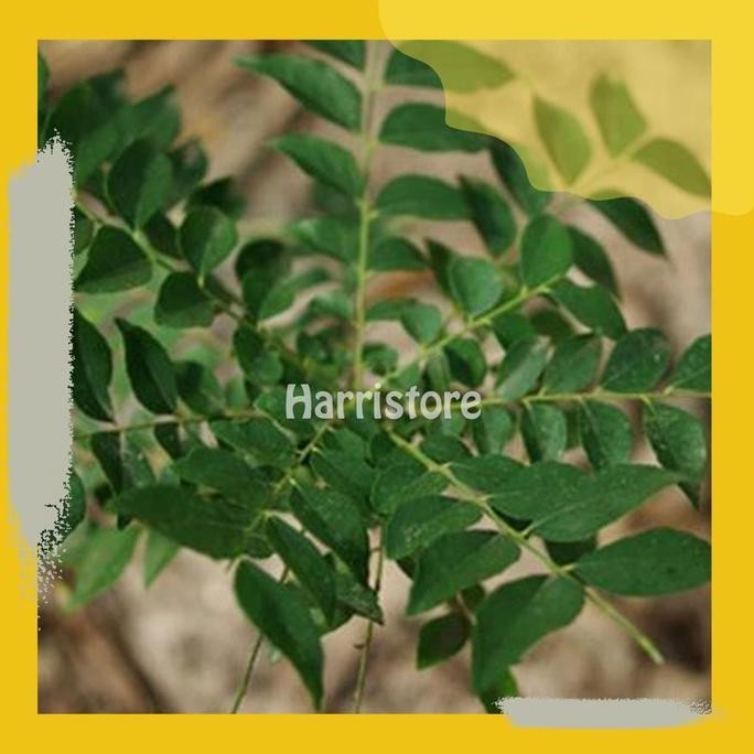 

Terlaris Tanaman Obat Toga Bibit Daun Kari Kare Daun Curry ( Salam Koja )