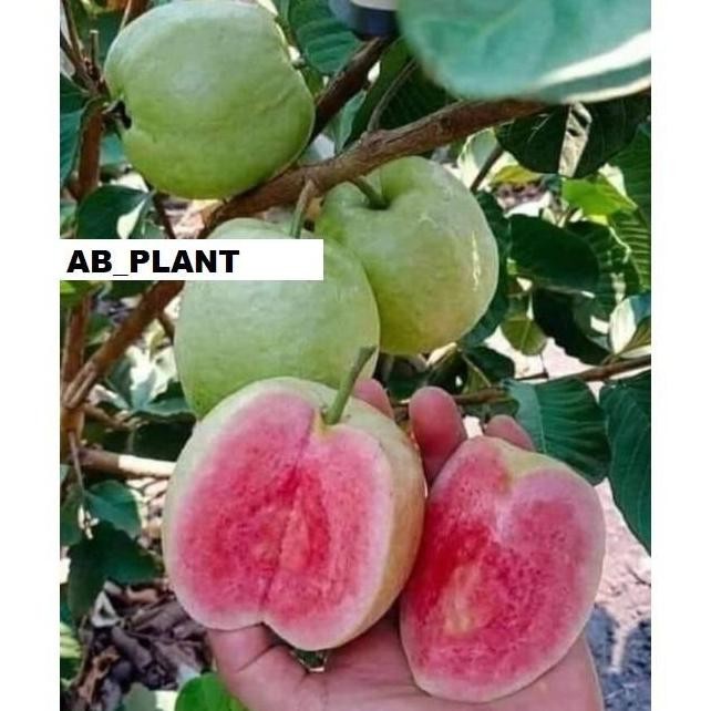 

Terlaris Bibit Jambu Red Diamond Manis Sudah Berbuah Unggul
