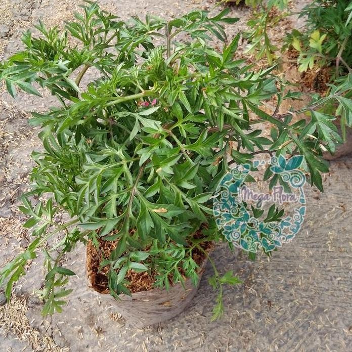 

Terlaris Bibit Tanaman Kenikir Herb Herbal Hias Cosmos Caudatus