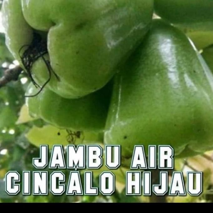 

Terlaris Bibit Jambu Air Cincalo Hijau Manis Terrlaris Aa11