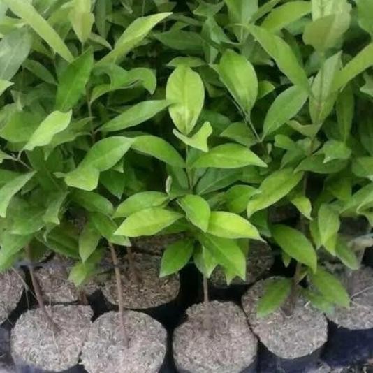 

Terlaris Bibit Tanaman Pohon/Daun Salam Bumbu Masakan