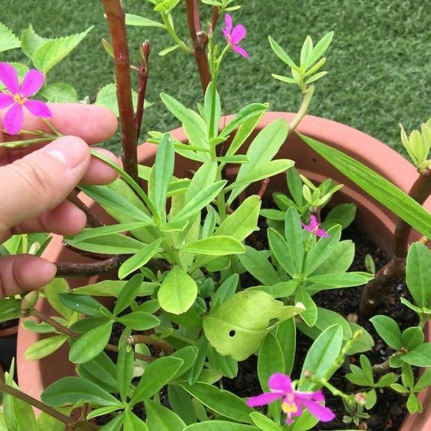 

Terlaris Tanaman Hias - Gingseng Jawa (Obat Herbal)