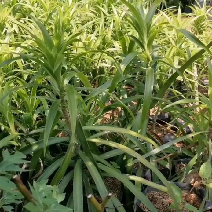

Terlaris Bibit Pohon Daun Suji Tanaman Pandan Betawi Wangi Herbal Pewarna Alami