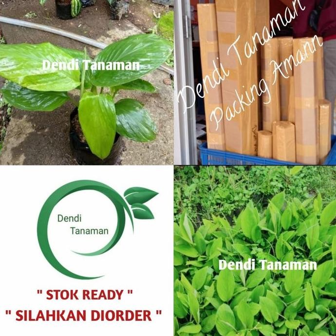 

Terlaris Bibit Pohon Temu Kunci / Tanaman Herbal