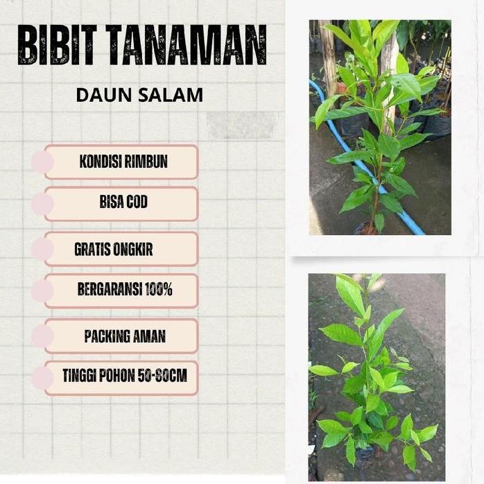 

Terlaris 4 Bibit Daun Salam Bumbu Dapur Benih