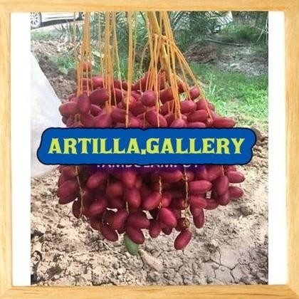 KLITAS Bibit Tanaman Buah Kurma H1 Betina NNNN PREMIUM