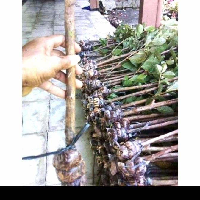 PREMIUM Bibit fres Cangkok Jambu Kristal Putih Tanpa Biji