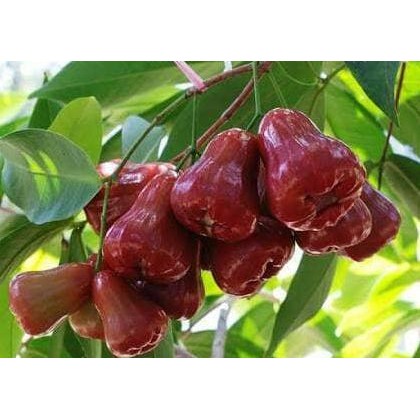 PREMIUM Bibit jambu demak super