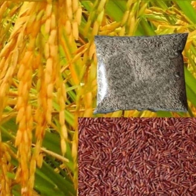 

Terlaris (Benih /Macam2 Benih) Bibit Padi Beras Merah Super 1Kg