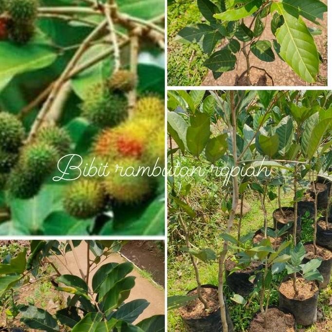 bibit pohon rambutan rapiah ropiah ISTIMEWA