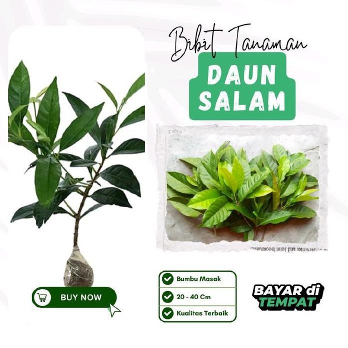 

Terlaris Bibit Tanaman Daun Salam Bumbu Masak Asli Kualitas Terbaik