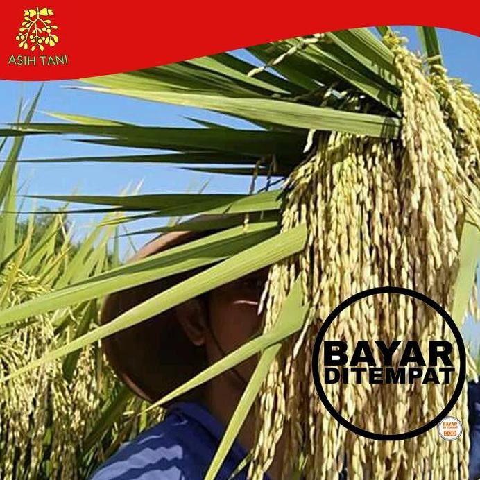 

Terlaris Benih Padi Msp Sertani 13 Premium Quality 5Kg