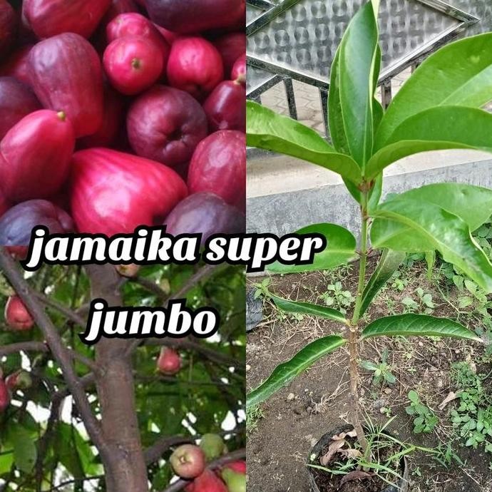 

Terlaris Bibit Jambu Jamaika Cangkok