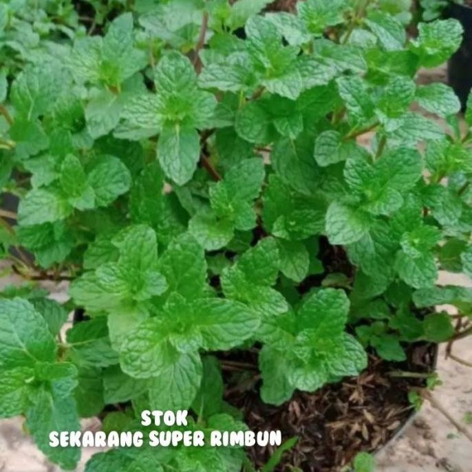 

Terlaris Tanaman Daun Min Herbal Segar Rimbun Lagi Stok Super