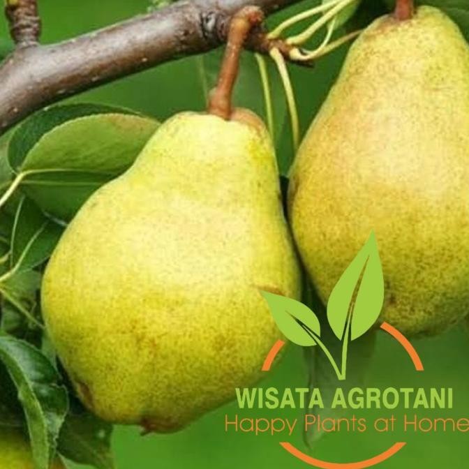 Bibit Tanaman Pir Dataran rendah Pohon Buah Pear Nashi Tanaman Buah PREMIUM