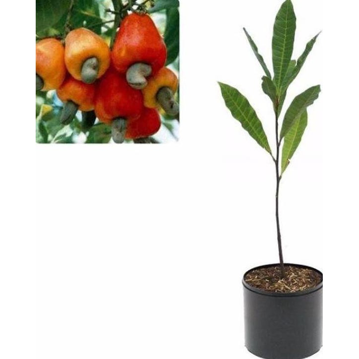 

Terlaris Bibit Jambu Mede Bibit Jambu Monyet Pohon Jambu Mede Bibit Jambu Mete