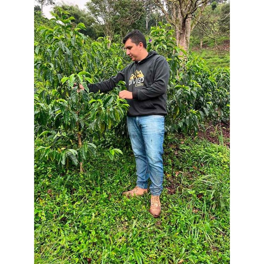 

ready stock Colombia SIDRA Finca El Diviso Nestor Lasso Natural Anaerobic Biji Kopi Arabika Manual Brew Filter Arabica Anaerob Coffee Beans