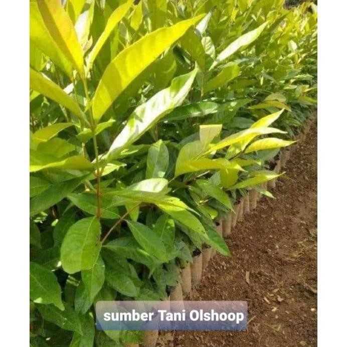 

Terlaris Bibit Tanaman Salam Pohon Daun Salam Bumbu Masak Dan Obat Herbal Bibit Tanaman