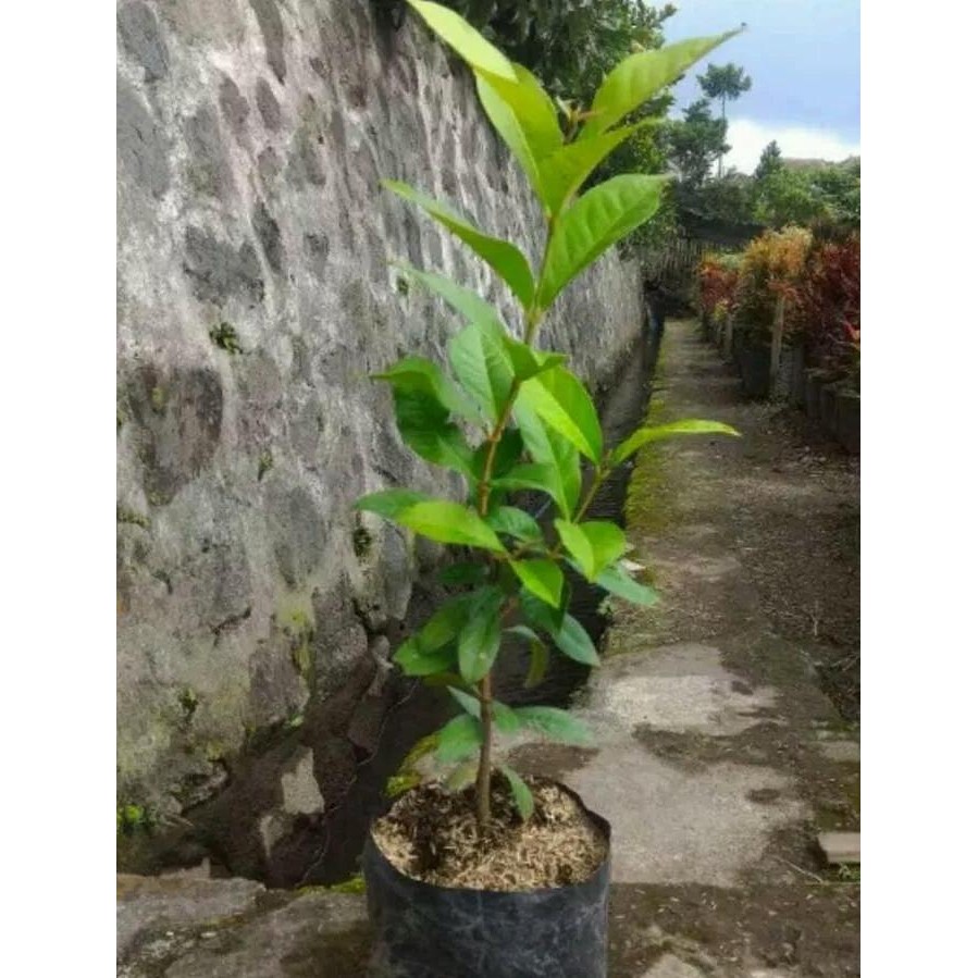 

Terlaris Bibit Pohon Salam/Daun Salam Tinggi 50-60Cm Pohon Daun Salam Sayur