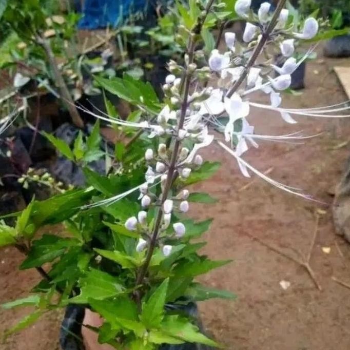

Terlaris Tanaman Herbal Daun Kumis Kucing Beli 5 Gratis 1